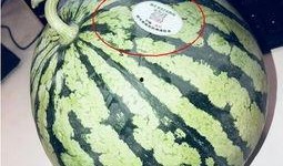 免费的网红吃瓜,揭秘娱乐圈幕后真相